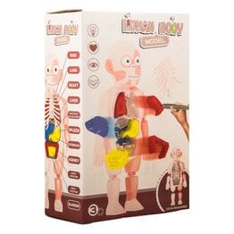 Human Body Model игрушка